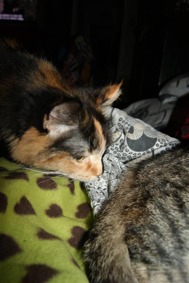 Blanding af racer Cirkeline - 2010.... Dig kender jeg! :) billede 1