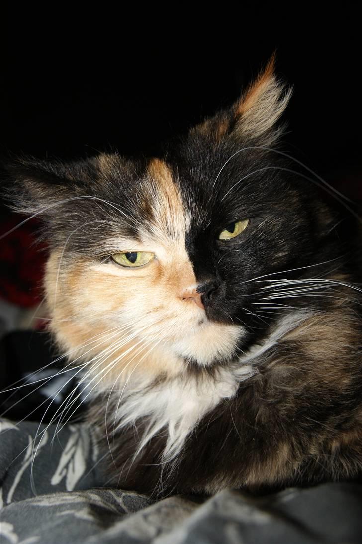 Blanding af racer Cirkeline - 2010... Lad mig nu bare sove Mor! billede 2