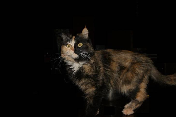 Blanding af racer Cirkeline - 2010 ... :) billede 3