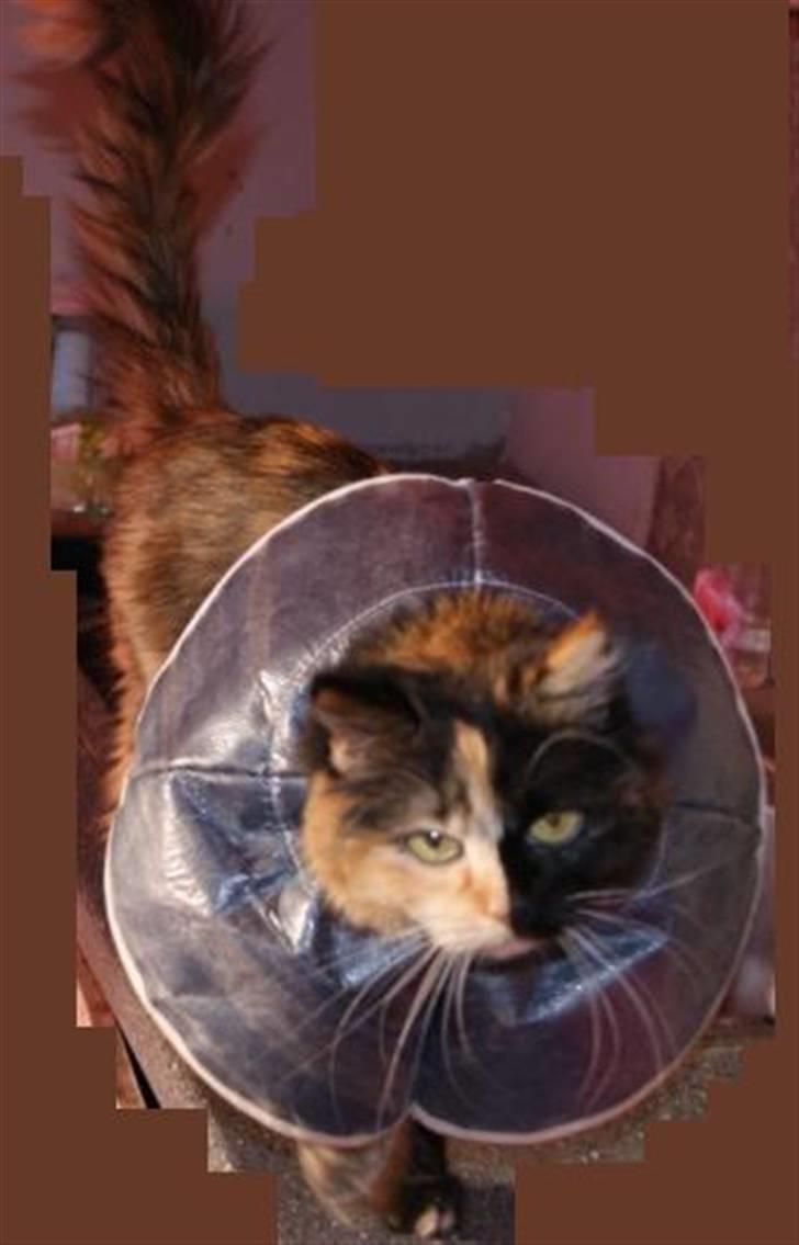 Blanding af racer Cirkeline - April 2010... Her er jeg meget utilfreds! Jeg har krave på fordi jeg er blevet steriliseret. billede 4