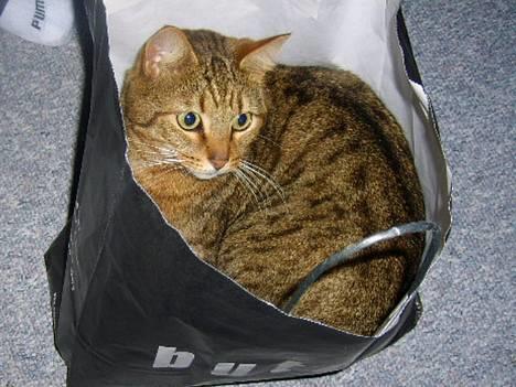 Huskat Hugo billede 1