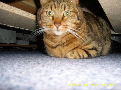 Huskat Hugo billede 2