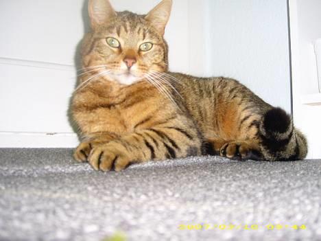 Huskat Hugo billede 3