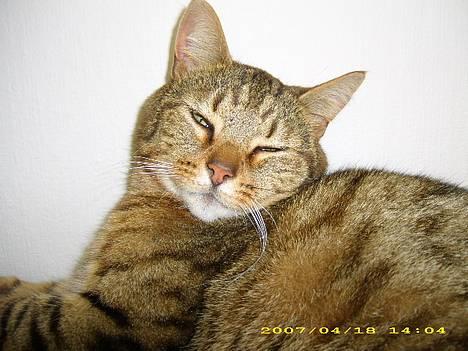 Huskat Hugo billede 4