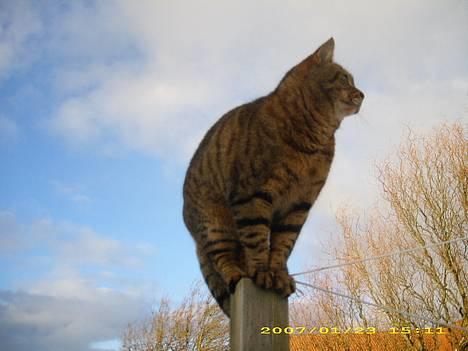 Huskat Hugo billede 5