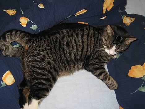 Huskat Nuller - Her er jeg så ! Tager lige en lur mens du kigger på mig... hehe billede 1