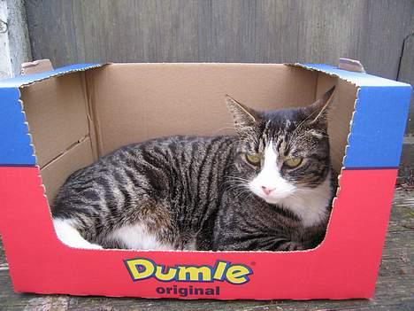 Huskat Nuller - Elsker de DEJLIGE papkasser ! billede 2