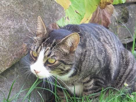 Huskat Nuller - Nam nam det smager SÅ godt ! billede 3