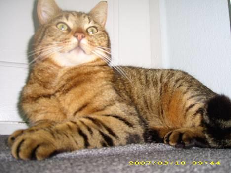 Huskat Hugo billede 6