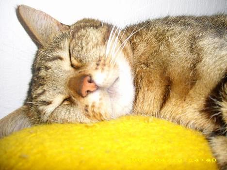 Huskat Hugo billede 7