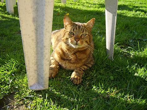 Huskat Hugo billede 8