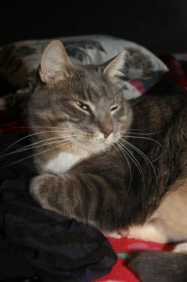 Huskat Findus / Den Mandelige Frisør / Don Findus - 2010 ... Hygge i sofaen:) billede 4
