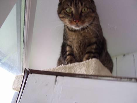 Huskat Bjarne - "Baby" - Mismand - Pas på! billede 5