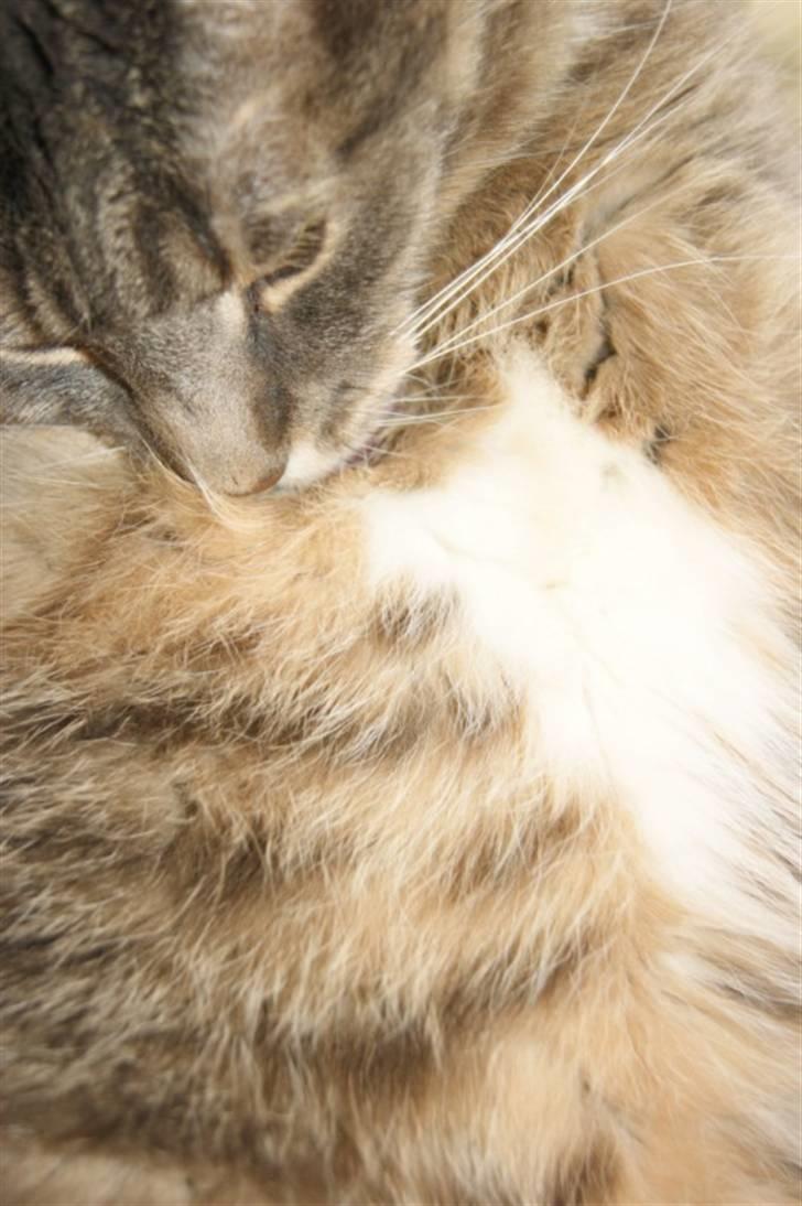 Huskat Findus / Den Mandelige Frisør / Don Findus - 2010.... Vaske vaske:) billede 5