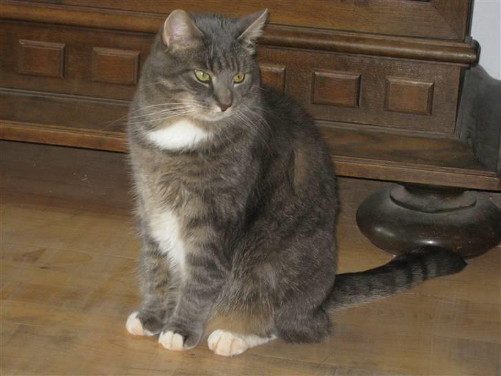 Huskat Findus / Den Mandelige Frisør / Don Findus - Han er godt nok blevet stor! Maj 2009 billede 6