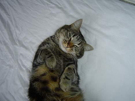 Huskat Nippy billede 12