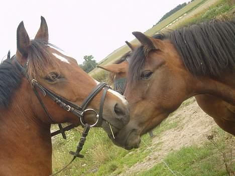 Blanding af racer Lille My  billede 8