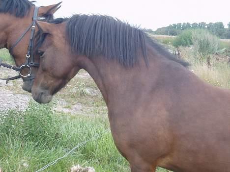 Blanding af racer Lille My  billede 9