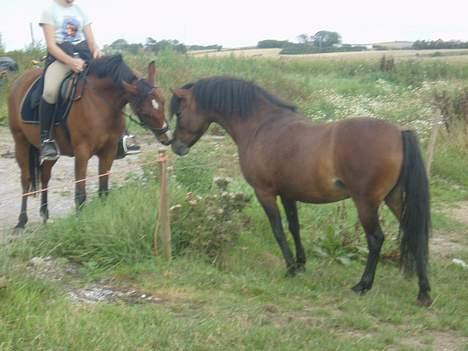 Blanding af racer Lille My  billede 10