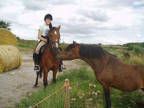 Blanding af racer Lille My  billede 11