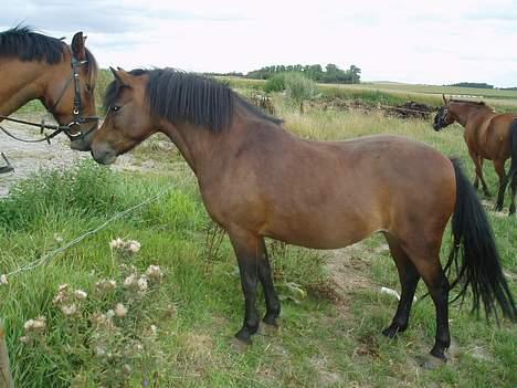 Blanding af racer Lille My  billede 12