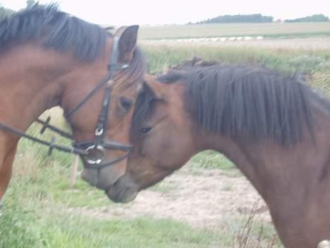 Blanding af racer Lille My  billede 13