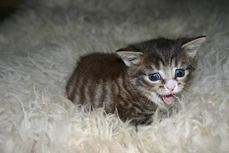 Blanding af racer Rhea billede 1