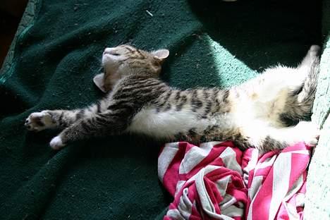 Blanding af racer Rhea billede 2