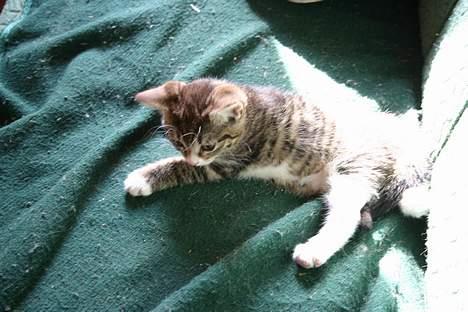 Blanding af racer Rhea billede 3