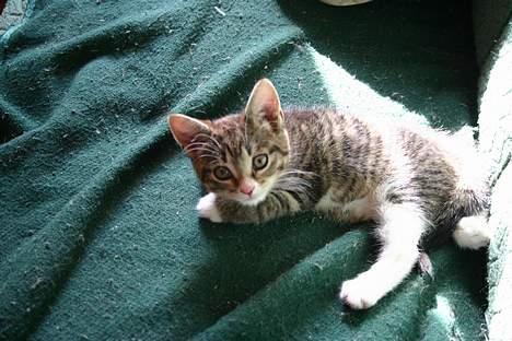 Blanding af racer Rhea billede 4