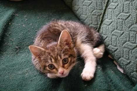 Blanding af racer Rhea billede 5