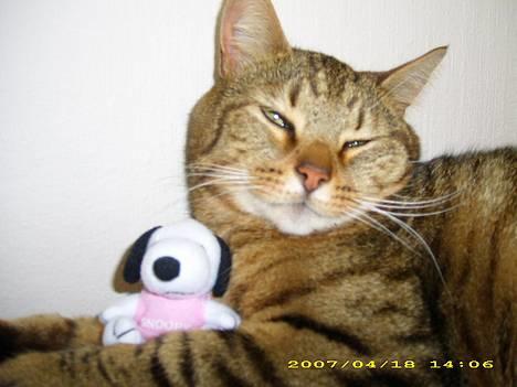 Huskat Hugo billede 9