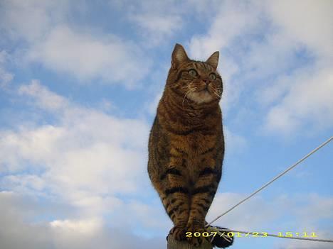 Huskat Hugo billede 10