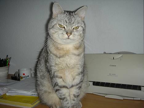 Blanding af racer Idefix billede 1