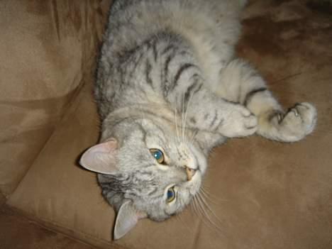 Blanding af racer Idefix - Er han ikke sød... billede 2