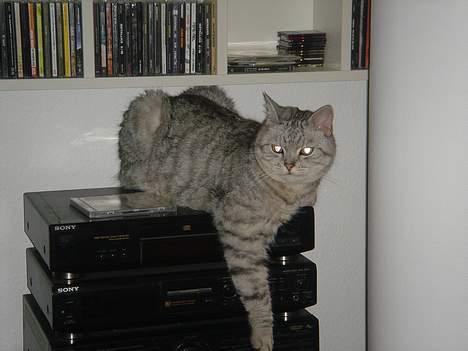 Blanding af racer Idefix - Jeg holder øje med tingene... billede 3