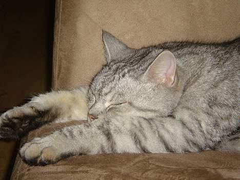 Blanding af racer Idefix billede 4