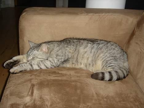 Blanding af racer Idefix billede 5