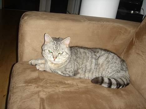 Blanding af racer Idefix billede 6