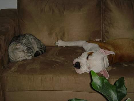 Blanding af racer Idefix - Får sig lige en lille lur sammen med hunden... (silver) billede 7