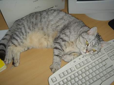 Blanding af racer Idefix - Sikke et fint tastatur mor... billede 8