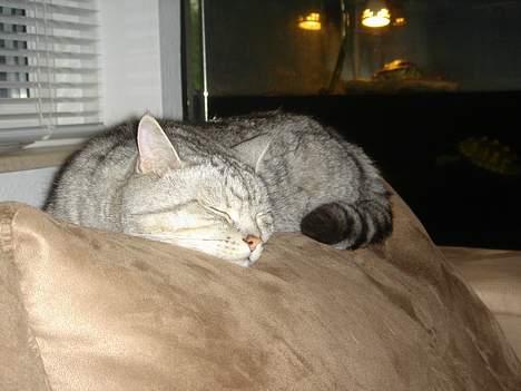 Blanding af racer Idefix - Jeg tager lige en lille lur her... billede 9