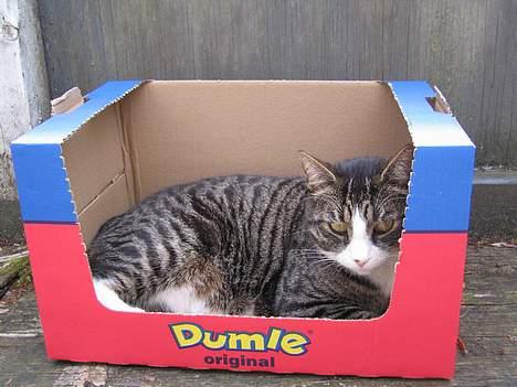 Huskat Nuller billede 4