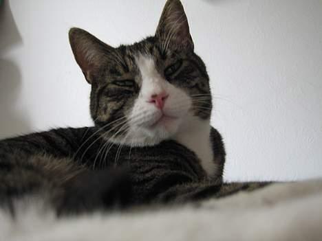 Huskat Nuller - Heeehe... billede 5