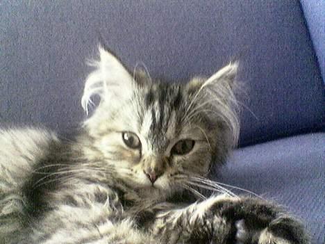 Blanding af racer Gucci billede 1