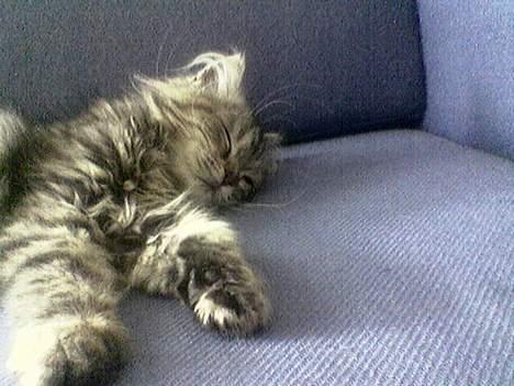 Blanding af racer Gucci billede 2