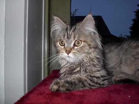 Blanding af racer Gucci - store flotte øjne... billede 3