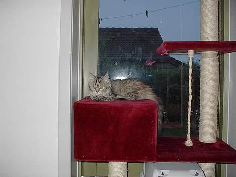 Blanding af racer Gucci billede 4