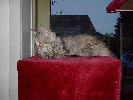 Blanding af racer Gucci billede 5