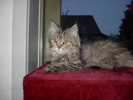 Blanding af racer Gucci billede 6